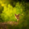 red-fox-cub-vulpes-vulpes.jpg